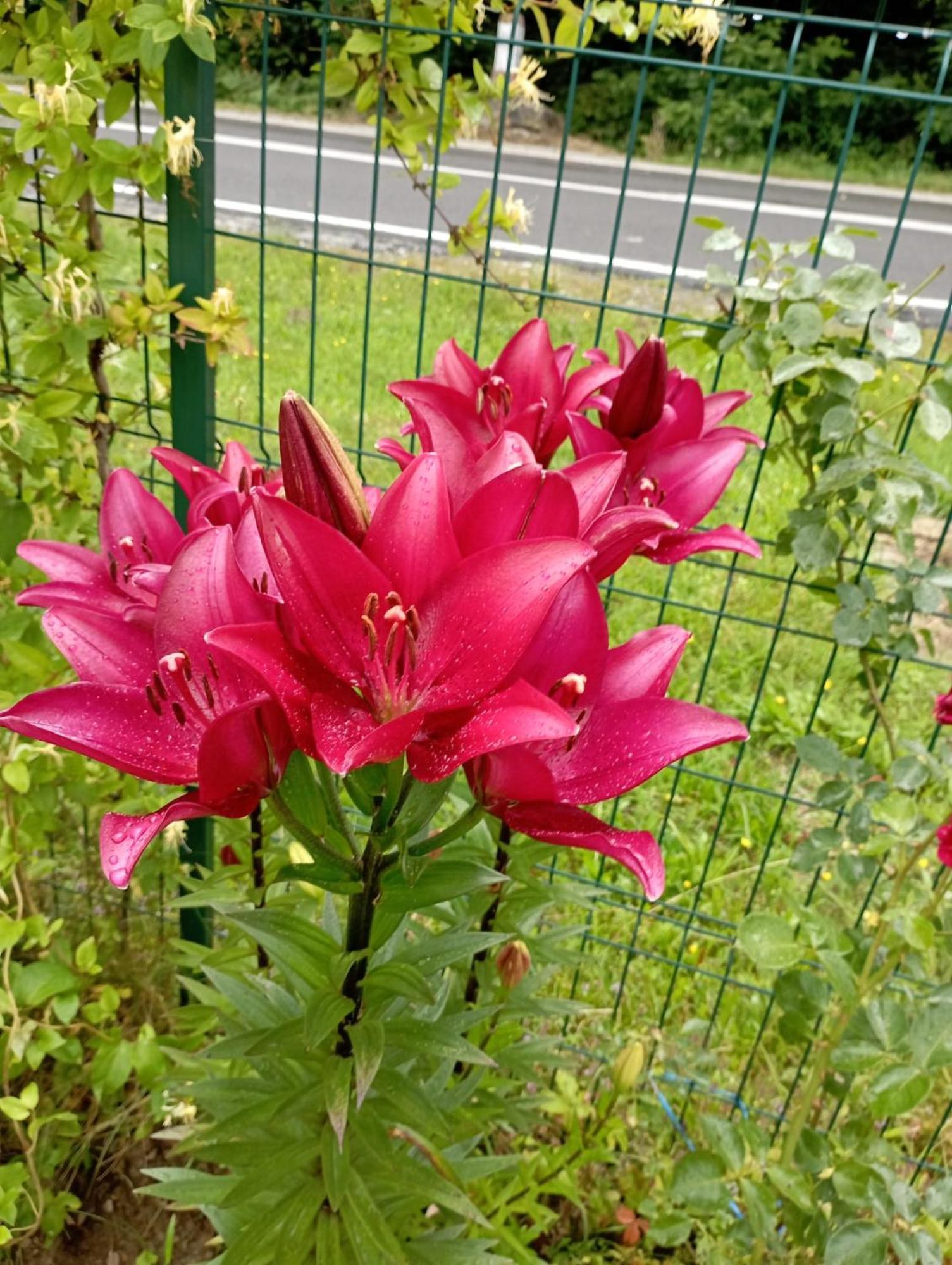 Pensiunea Dates Кырцишоара Экстерьер фото